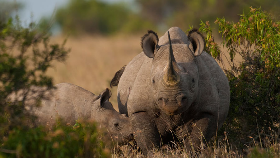 Why Consider Ol Pejeta Conservancy for your Safari?