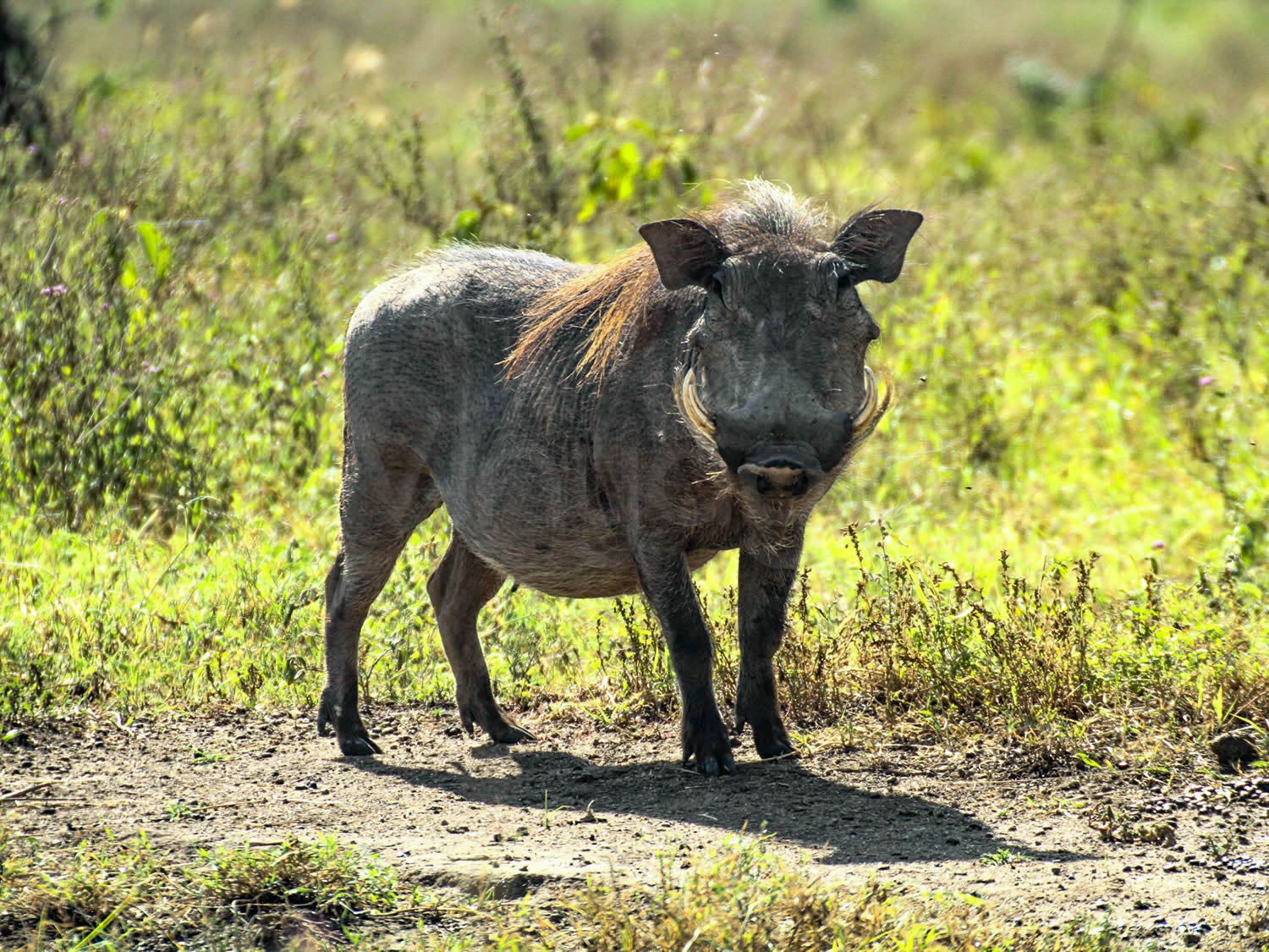Warthog (f)
