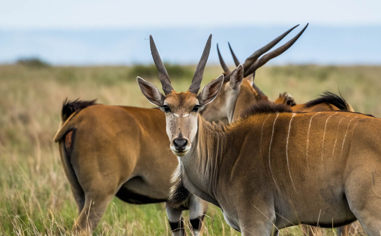 Kenya Deluxe Safari