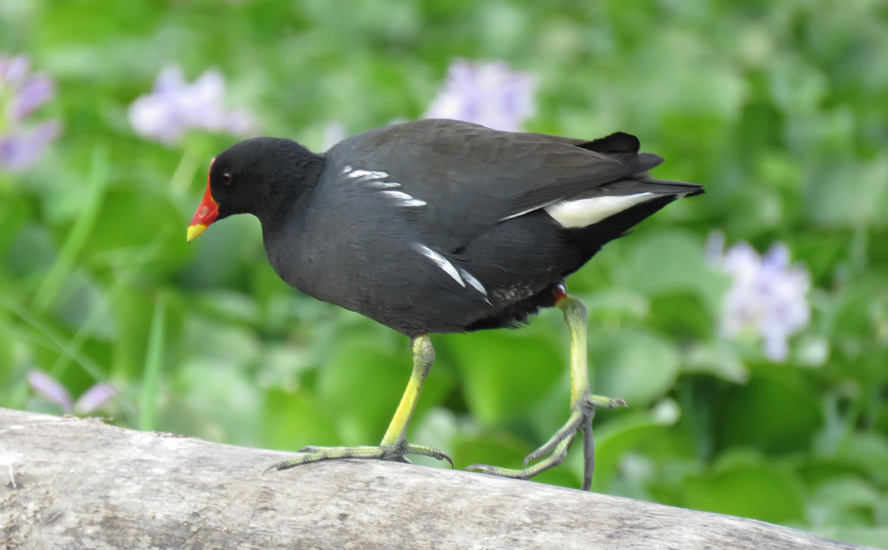 Birdwatching Safaris