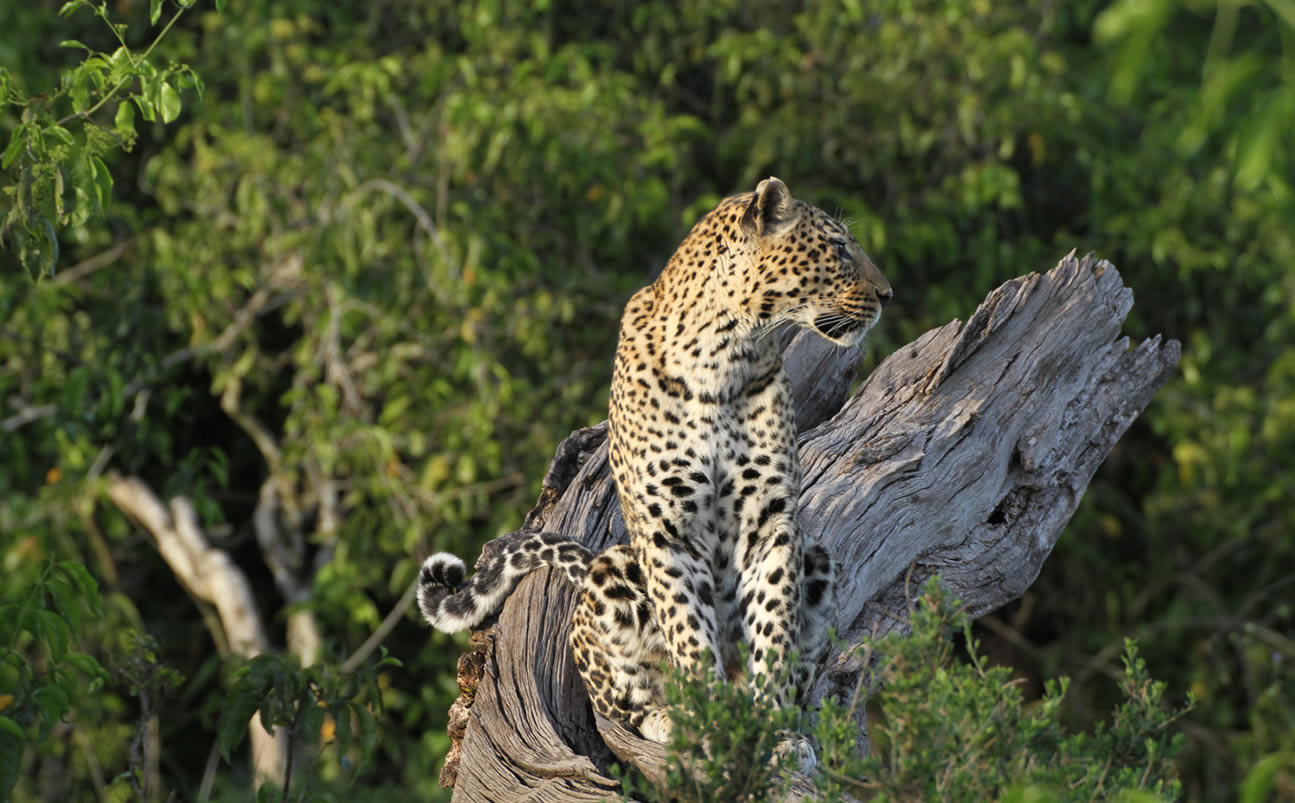 Photography Safaris