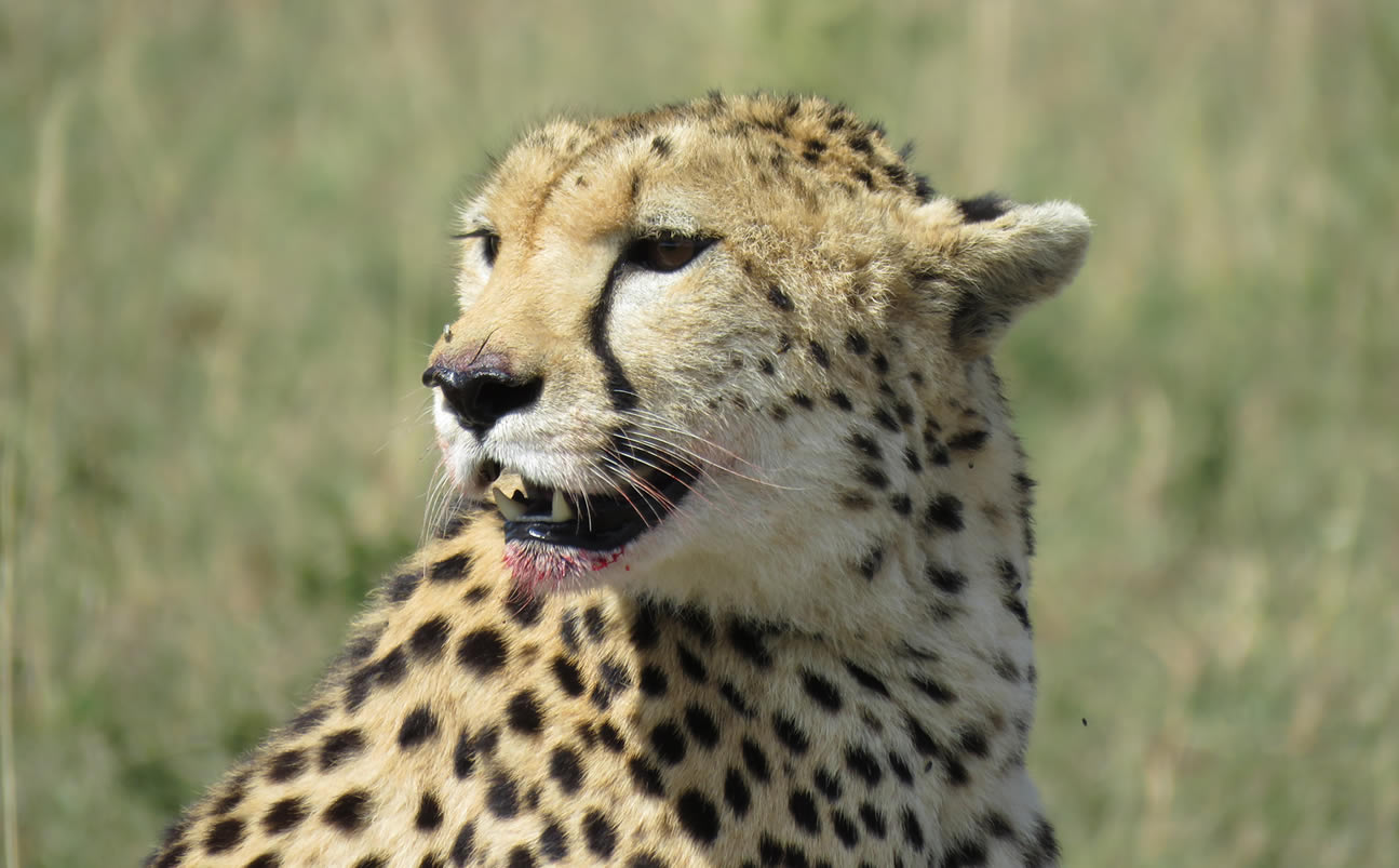 Wildlife Tours
