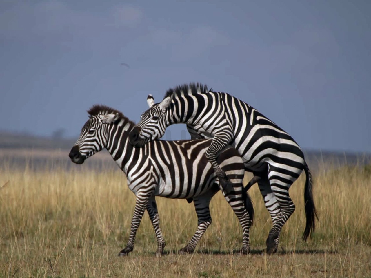 Mating Zebras