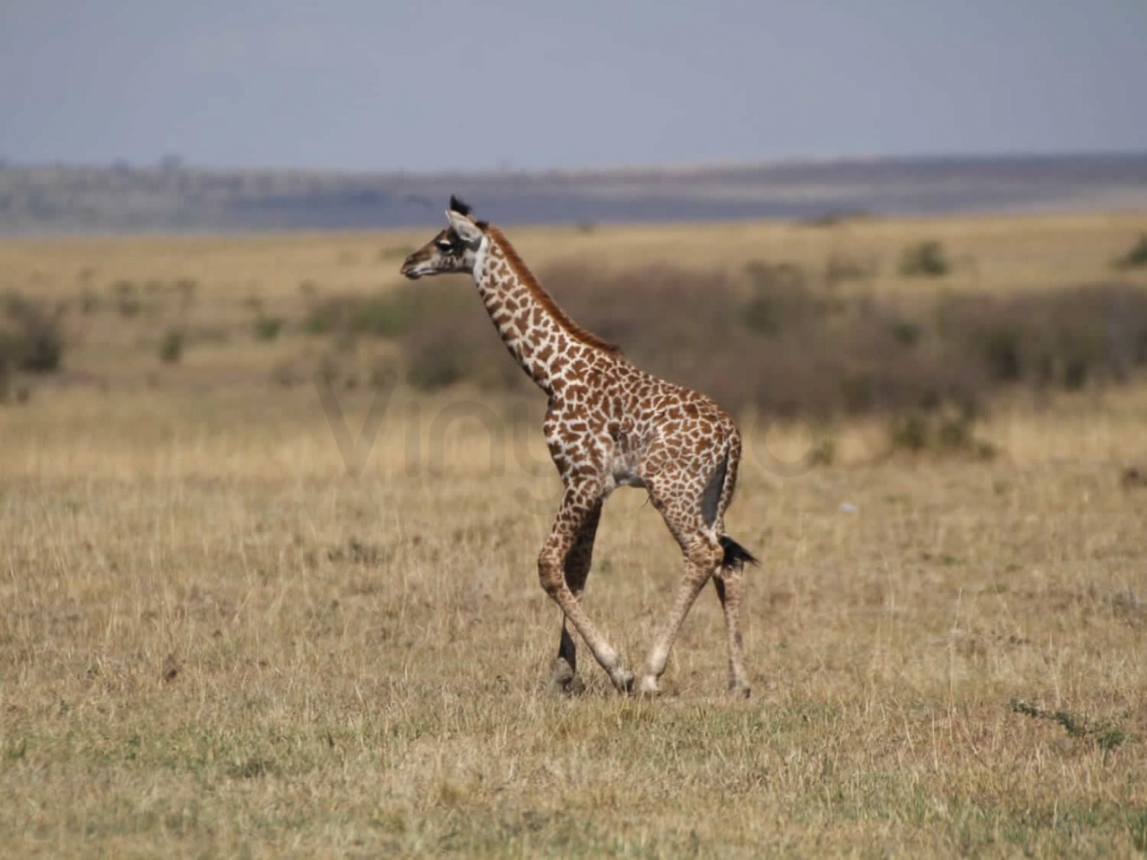 Giraffe