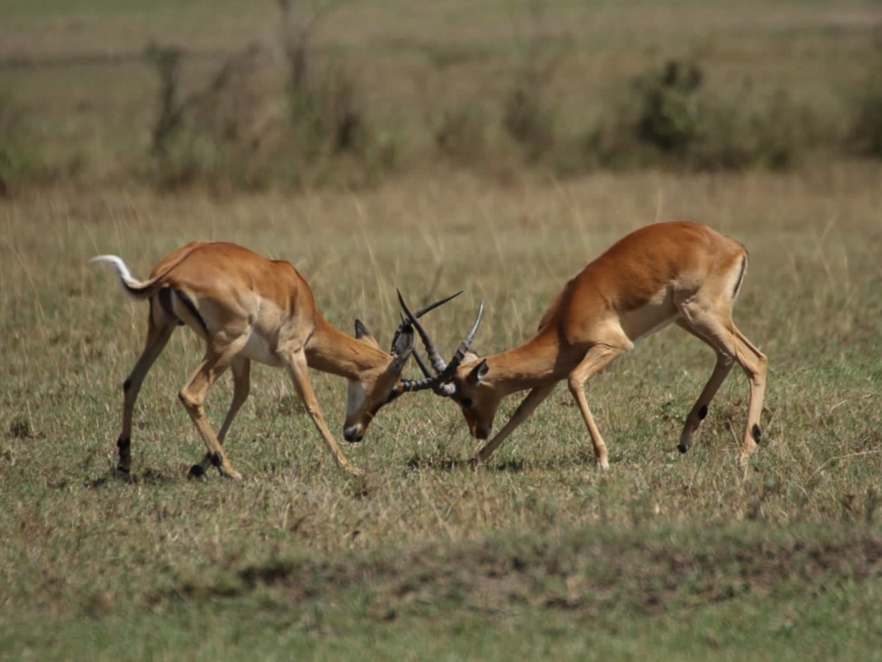 Spurring Impala Boys