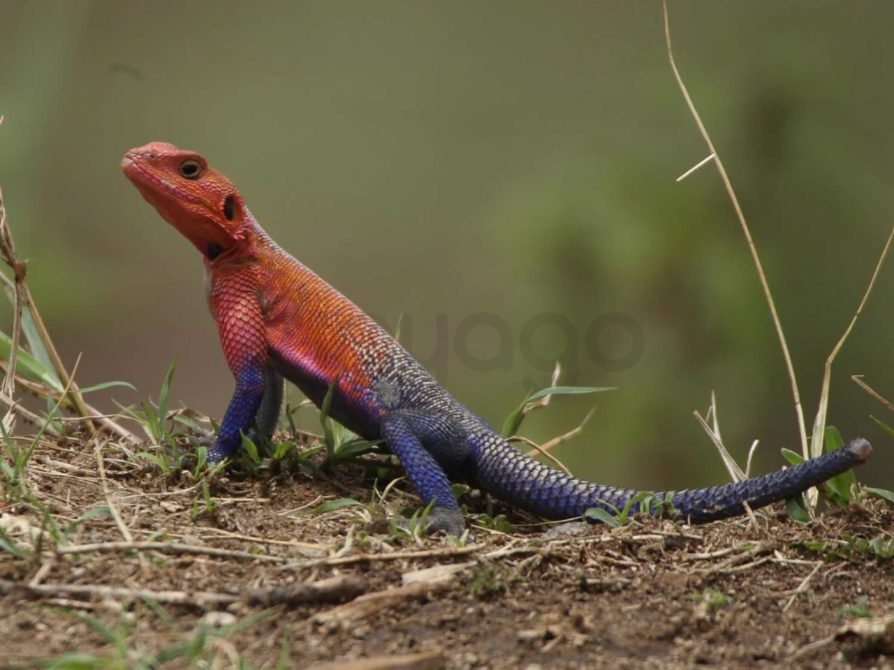 Agama Lizard