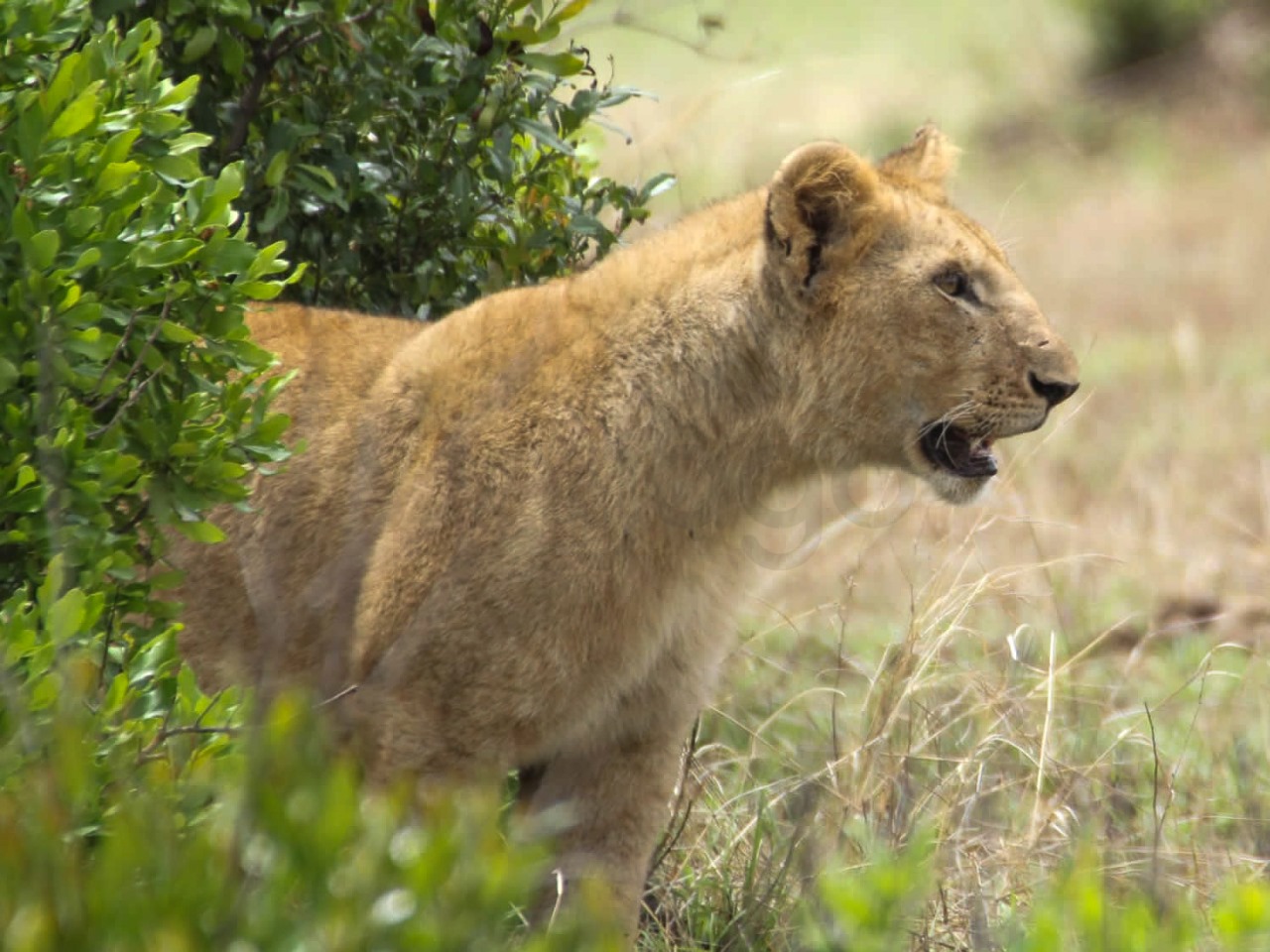 Lion Cub