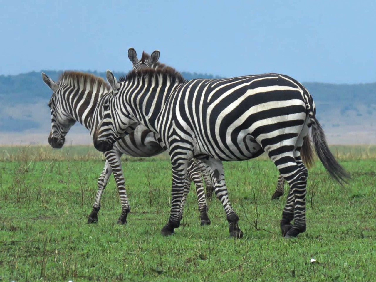 Zebras