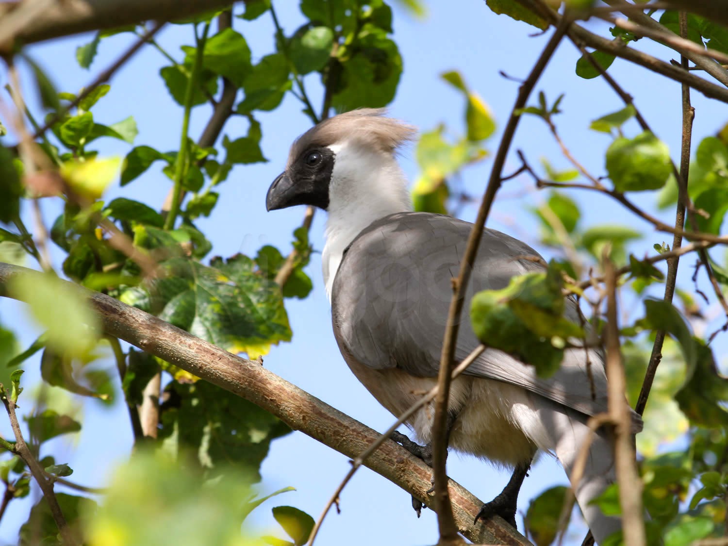 Bare-faced Go-away-bird