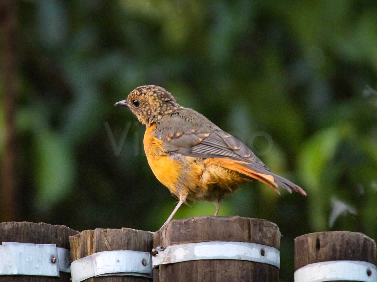 Red-capped Robin-Chat