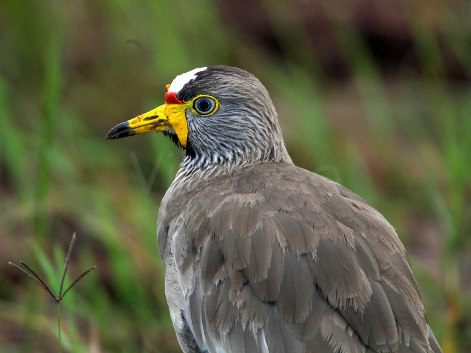 Wattled Lapwing