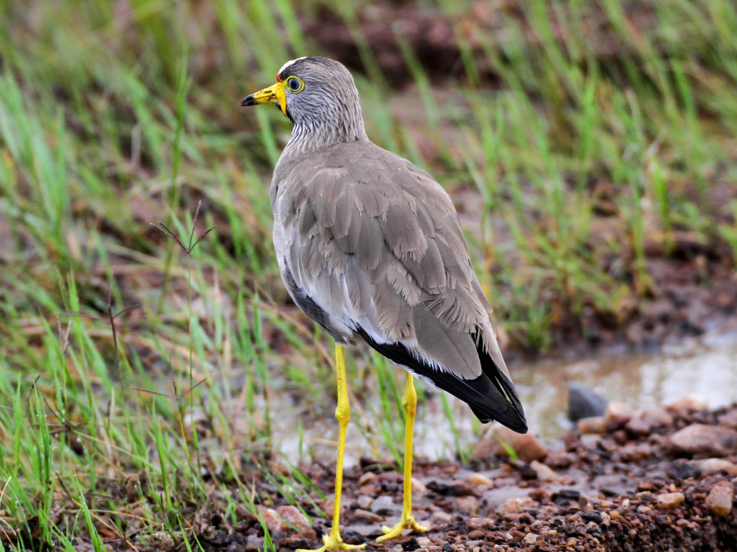 Wattled Lapwing