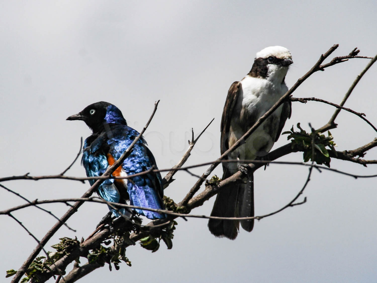 Superb Starling & White-rumped Shrike