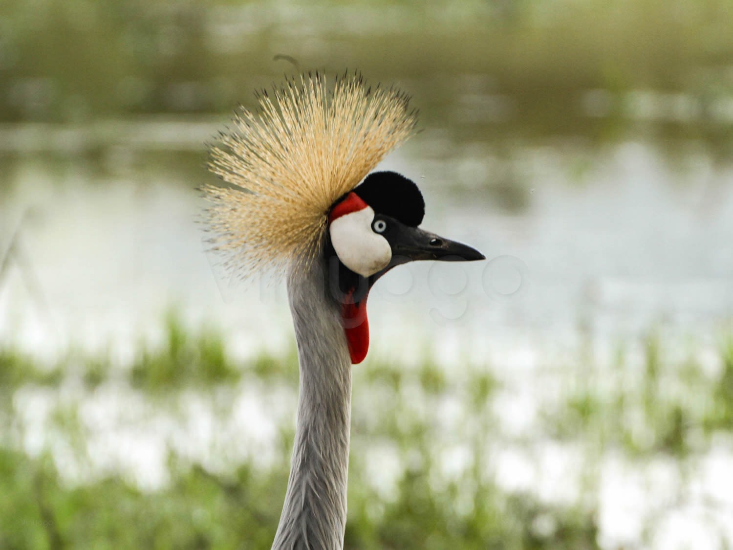 Crested Crane