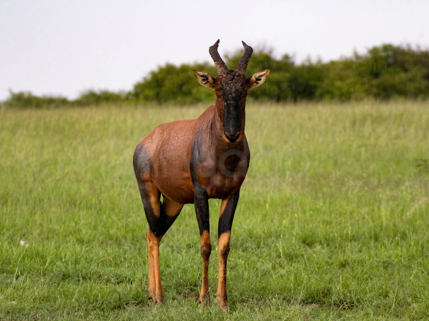 Topi