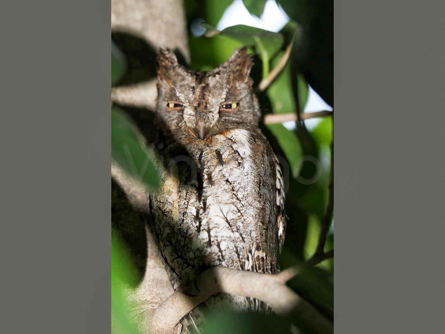 Eurasian Scops Owl