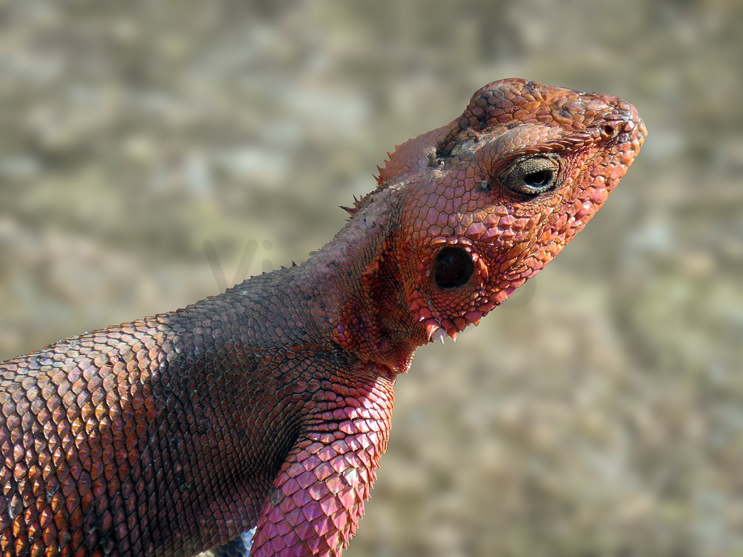 Angama Lizard