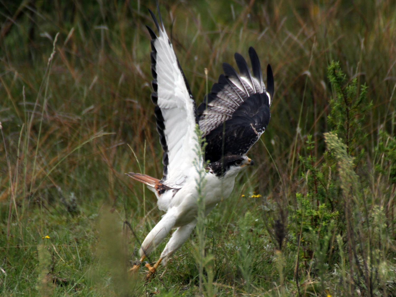 Augur Buzzard