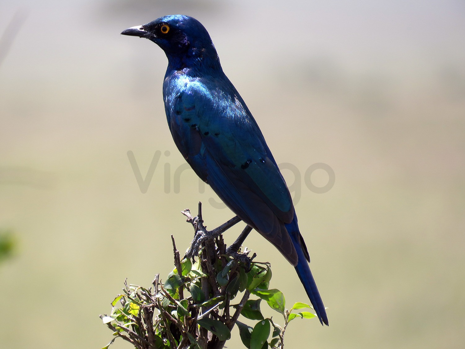 Blue-eared Starling