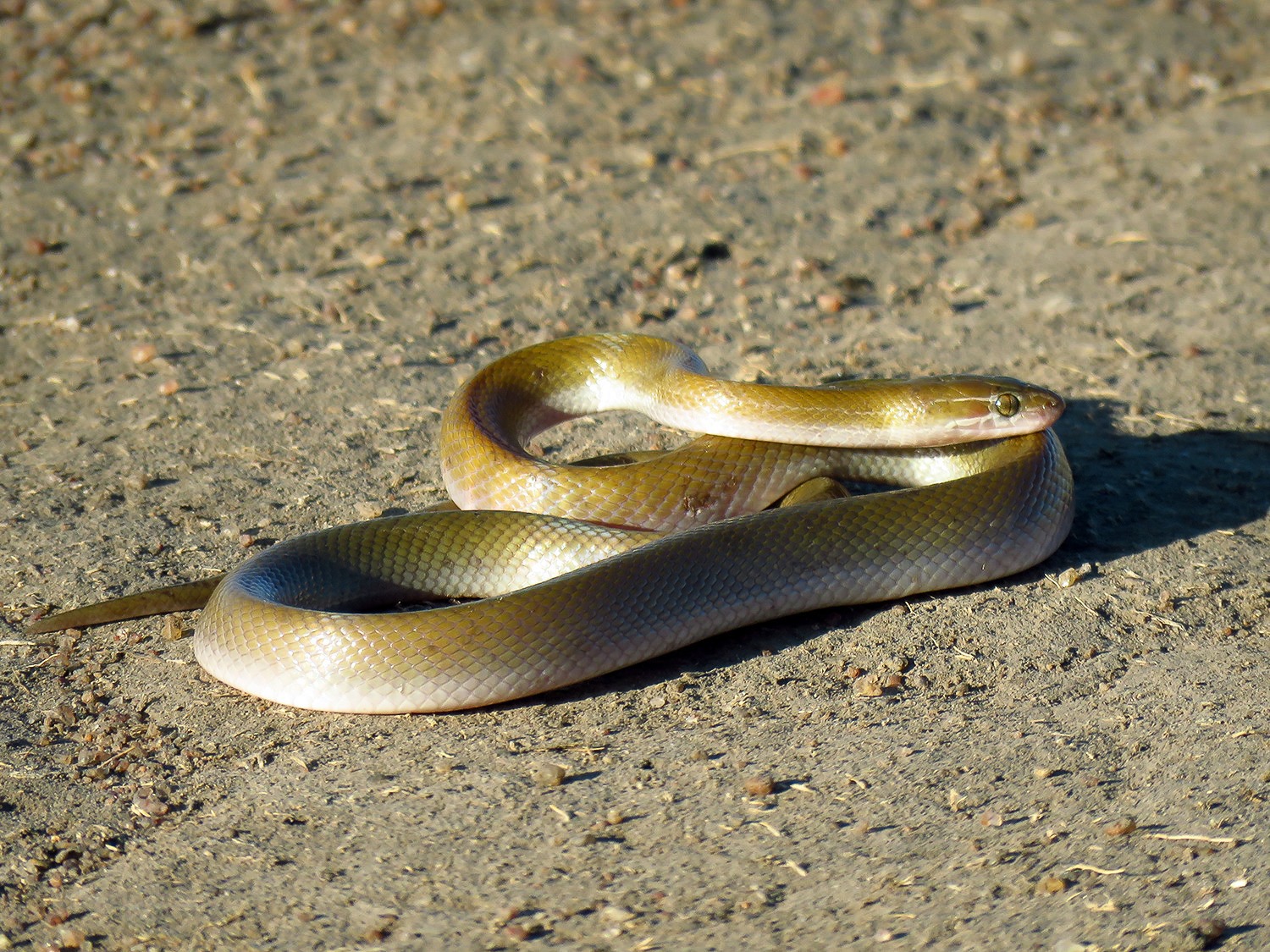 African House Snake