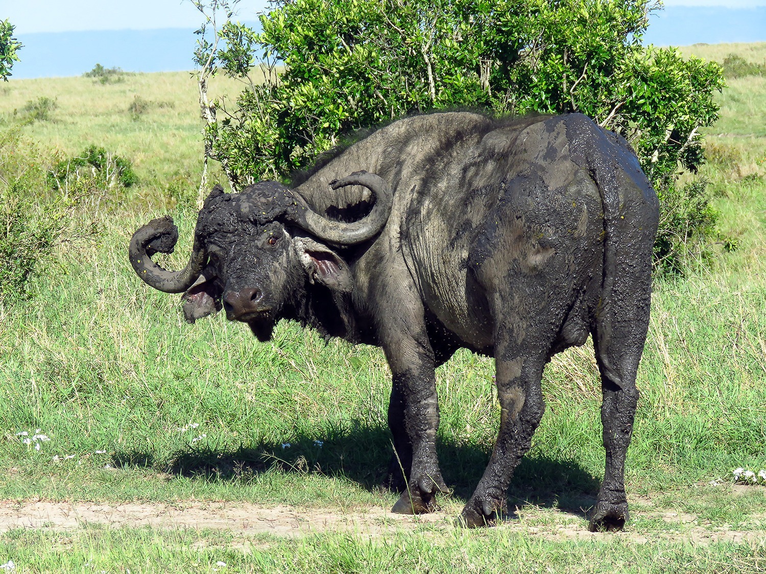 Cape Buffalo