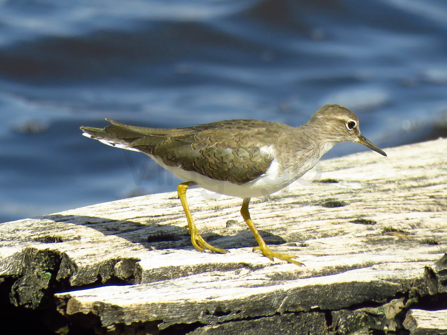Common Sandpiper