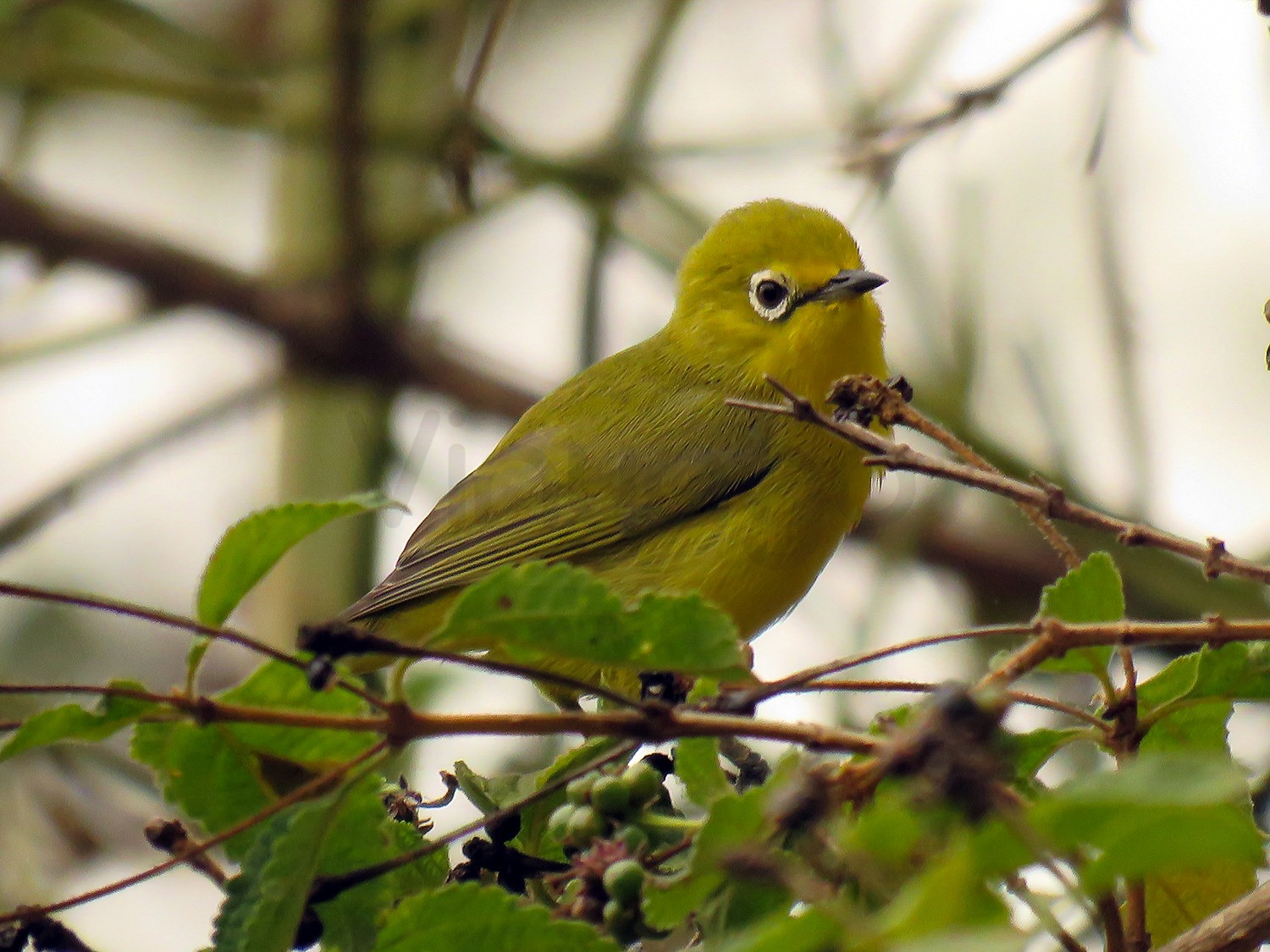 Eastern White-eye