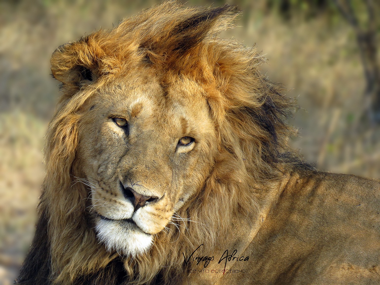Handsome Male