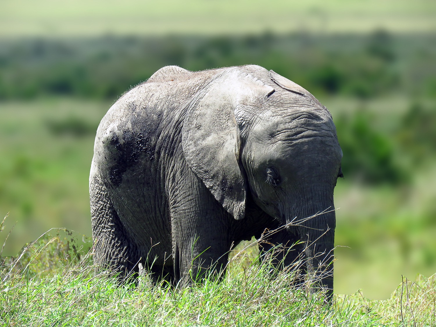 Elephant Calf