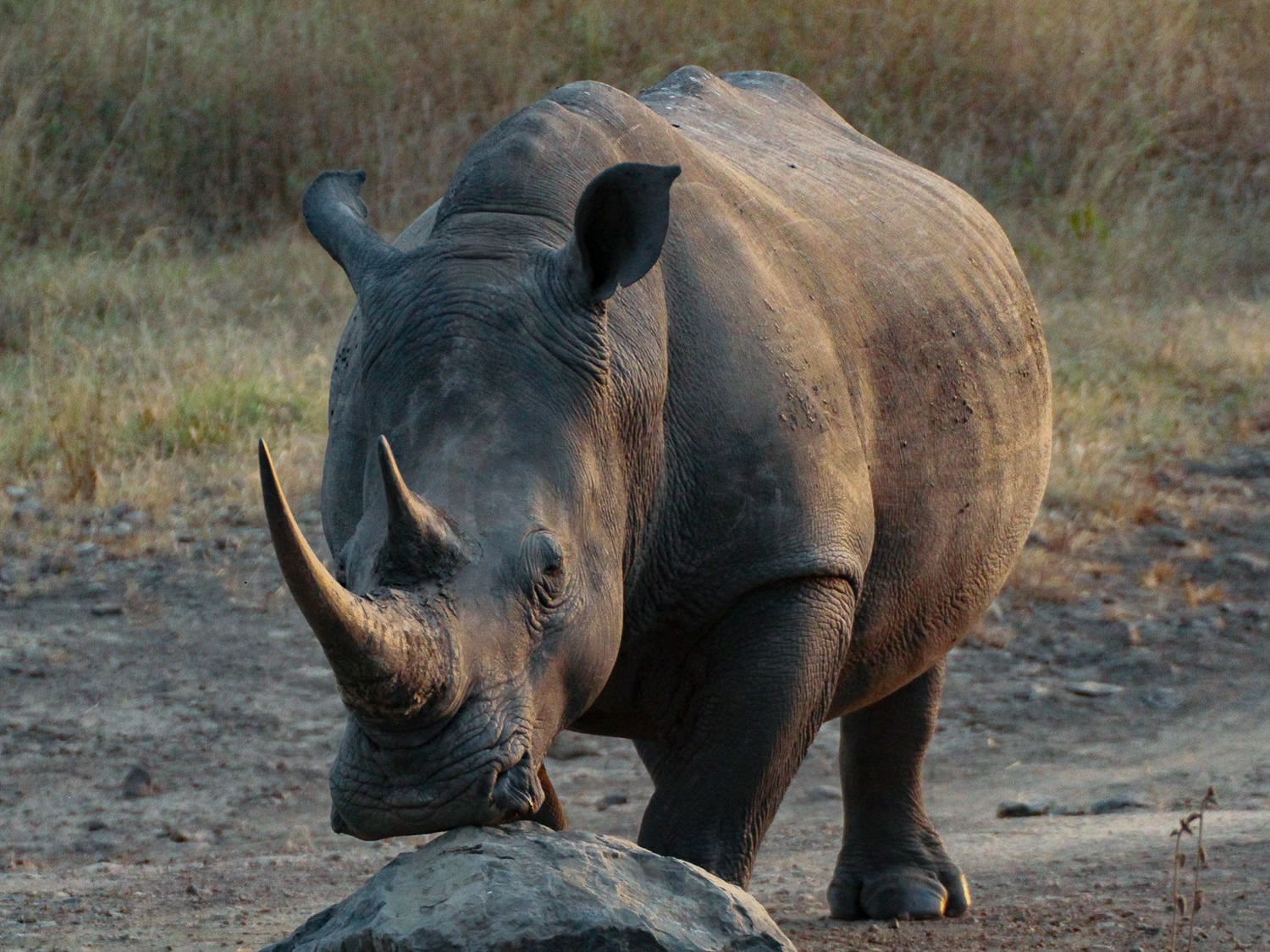White Rhino
