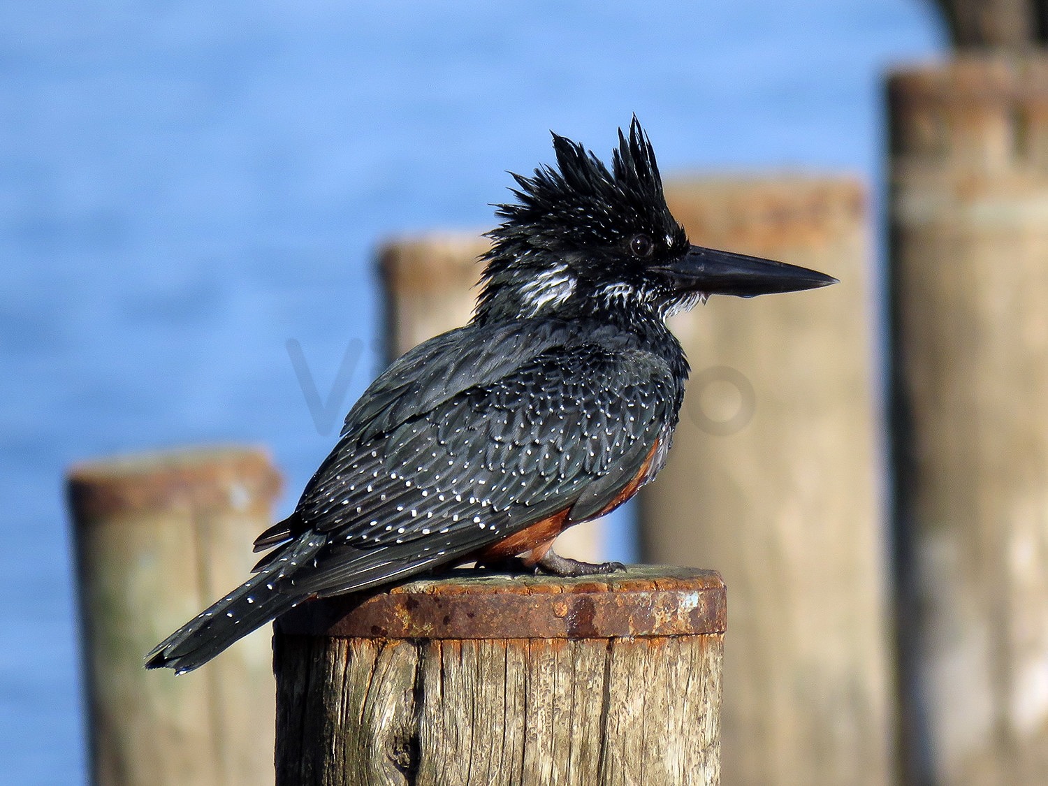 Giant Kingfisher