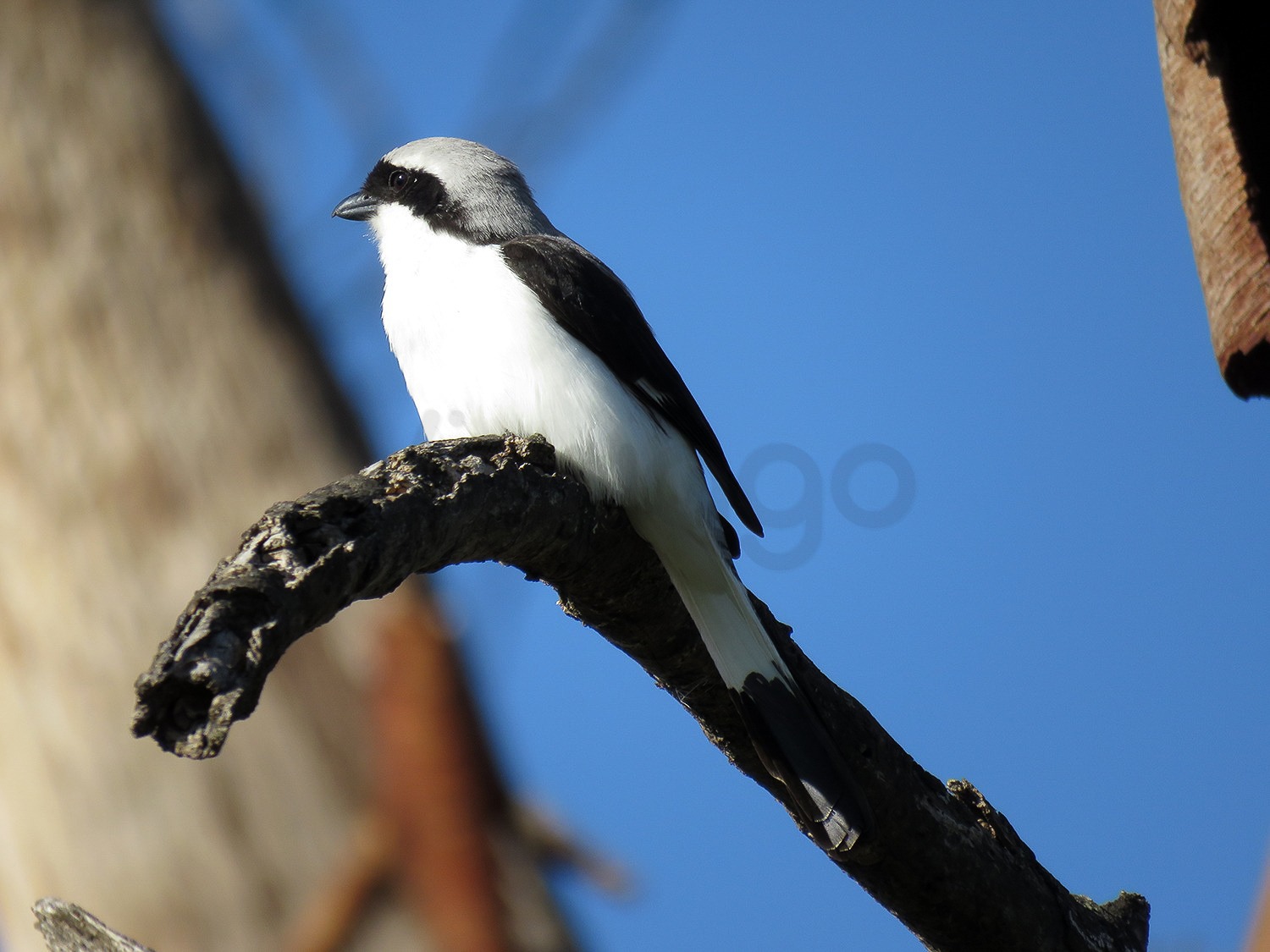Gray Backed Fiscal