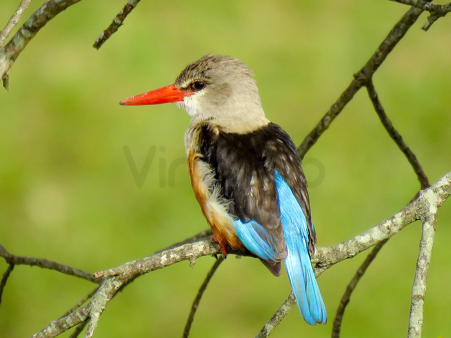 Gray Headed Kingfisher