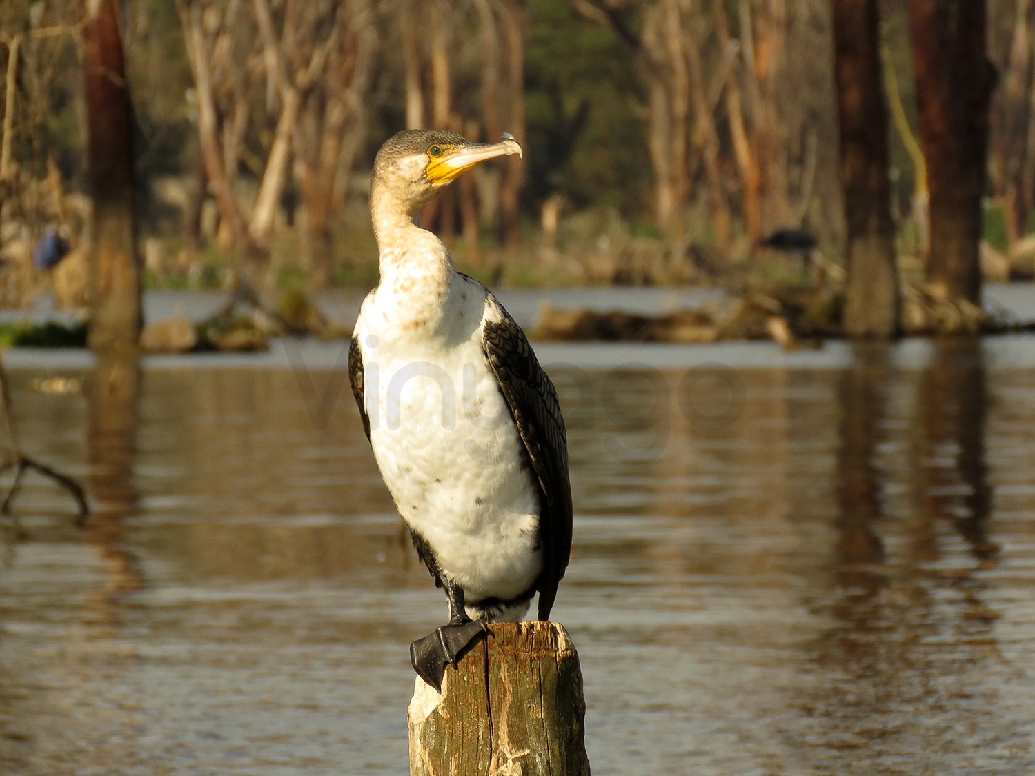 Great Cormorant