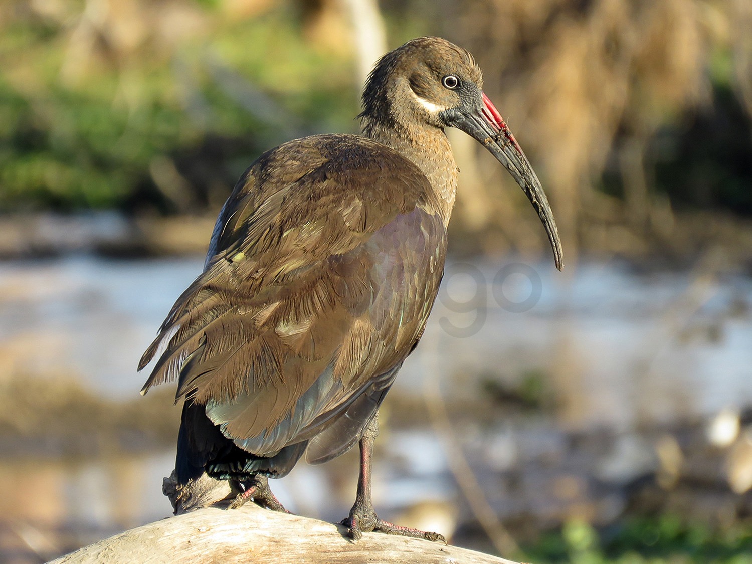 Hadada Ibis