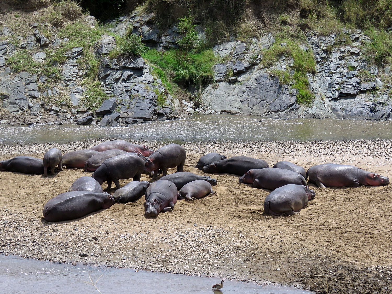 Mara River Hippos
