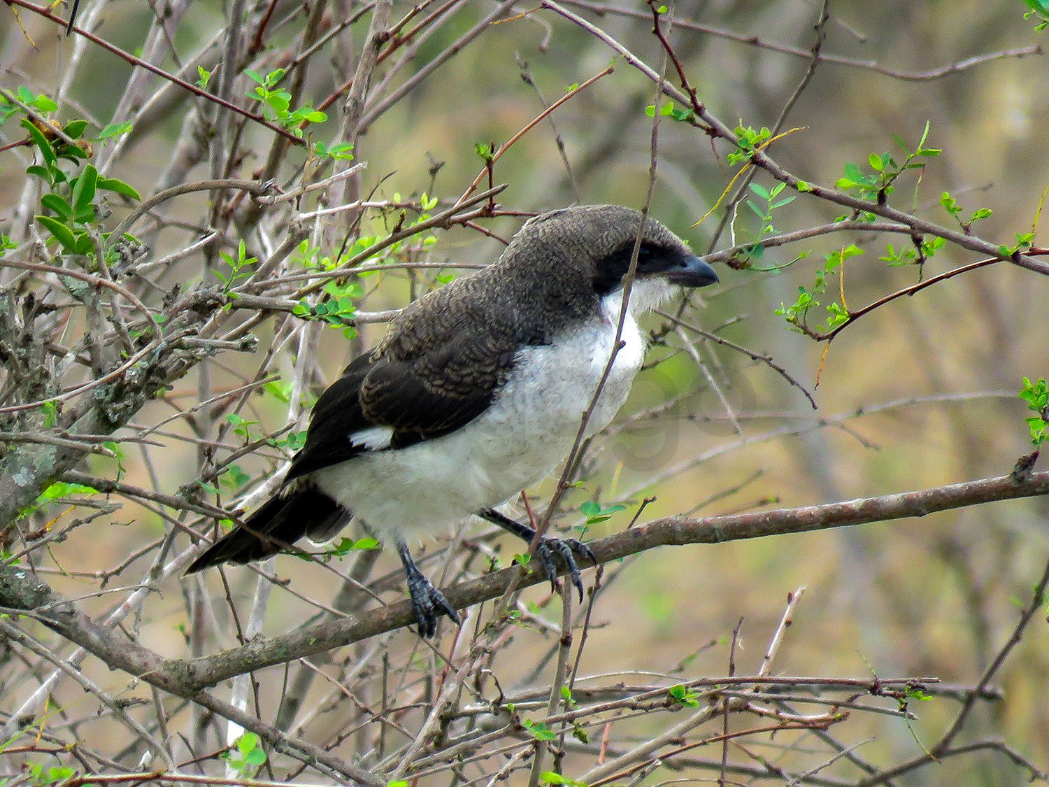Juvenille Fiscal Shrike