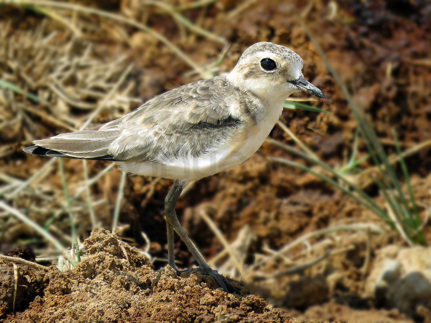 Kittlitz Plover