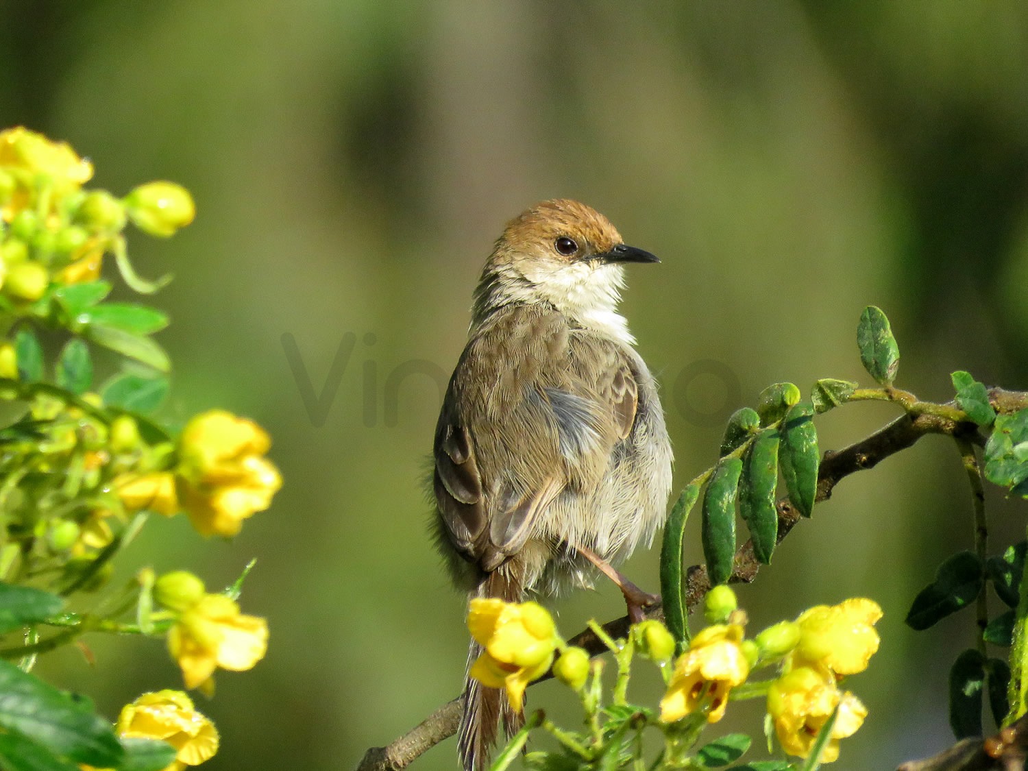 Hunters Cisticola