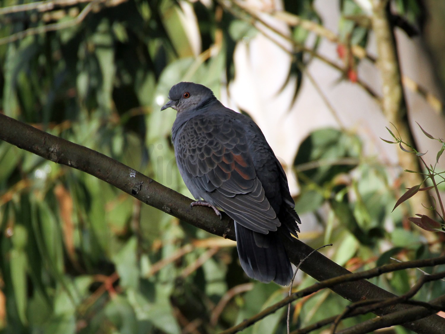 Husky Turtle Dove