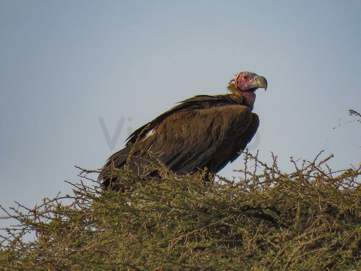 Lappet Faced Vulture
