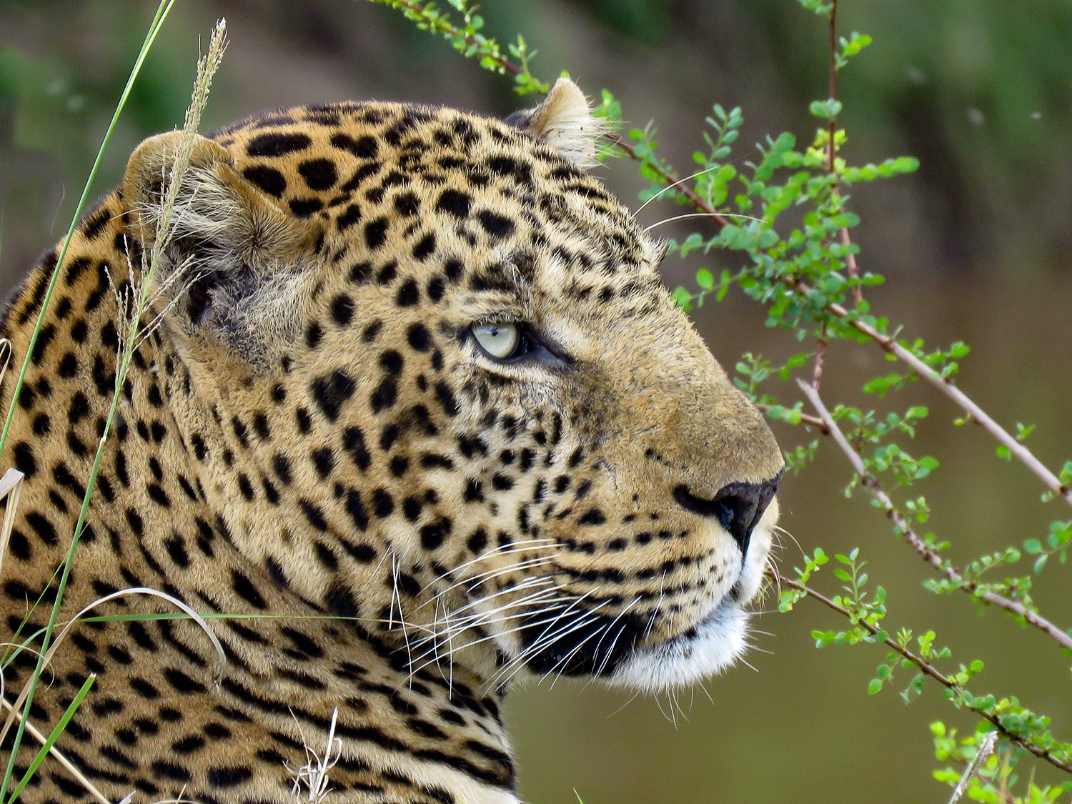 Male Leopard
