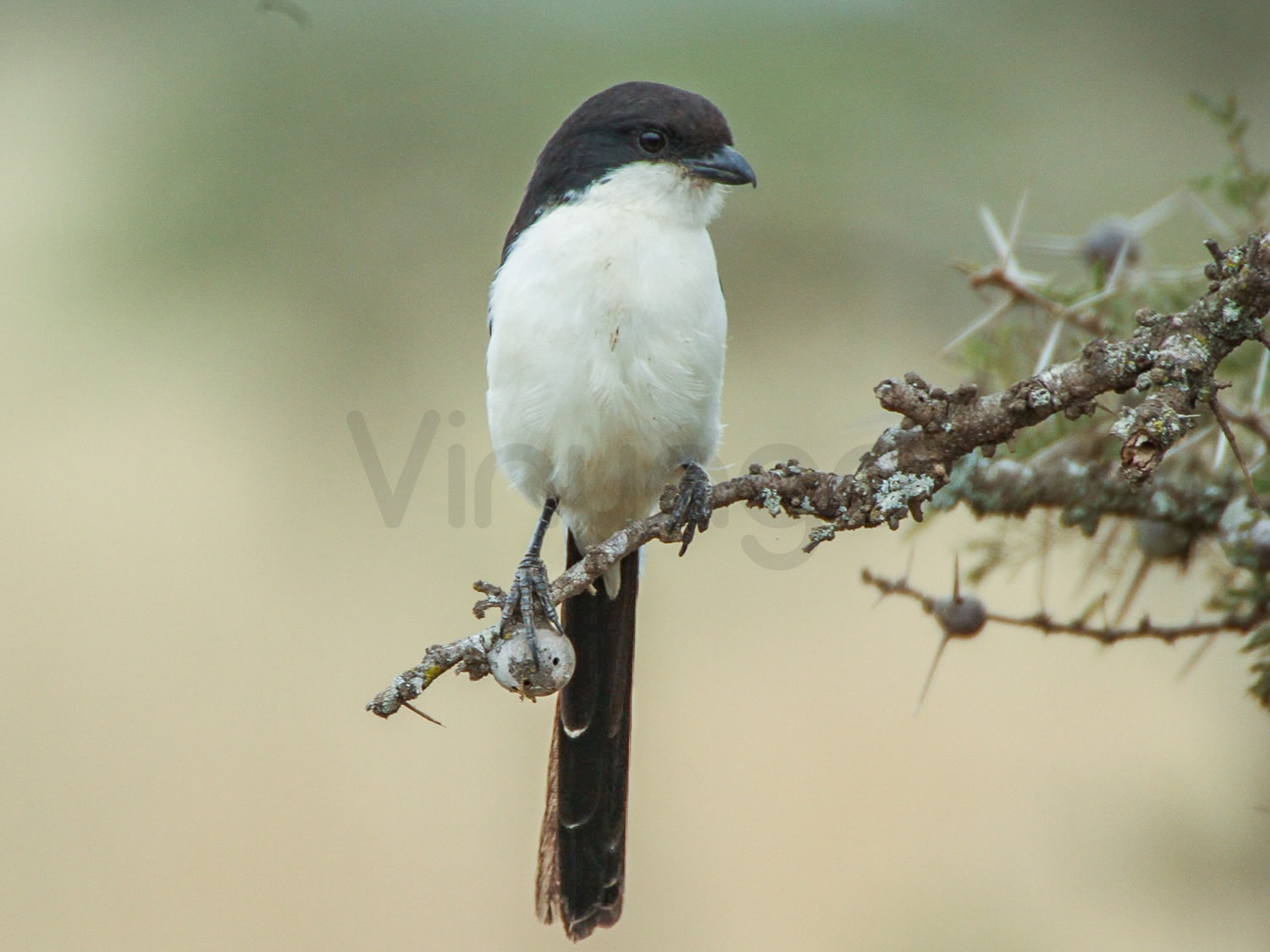Long Tailed Fiscal
