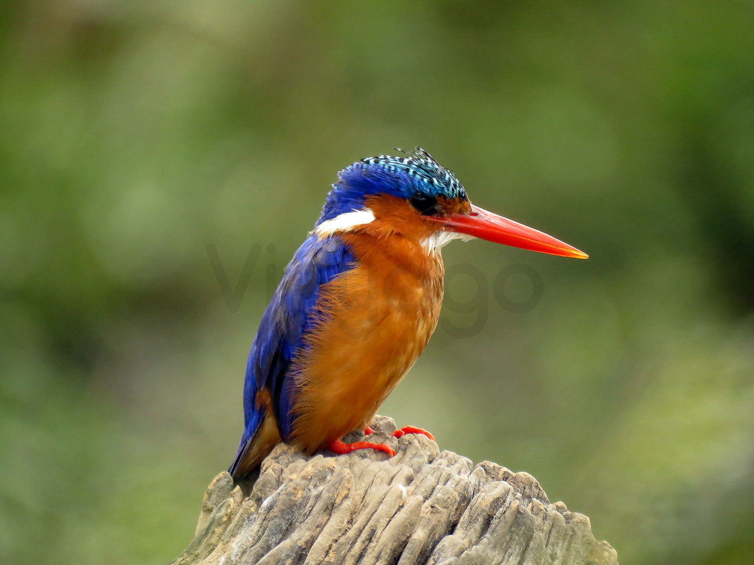 Malachike Kingfisher