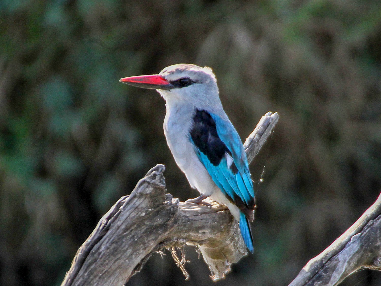Woodland Kingfisher