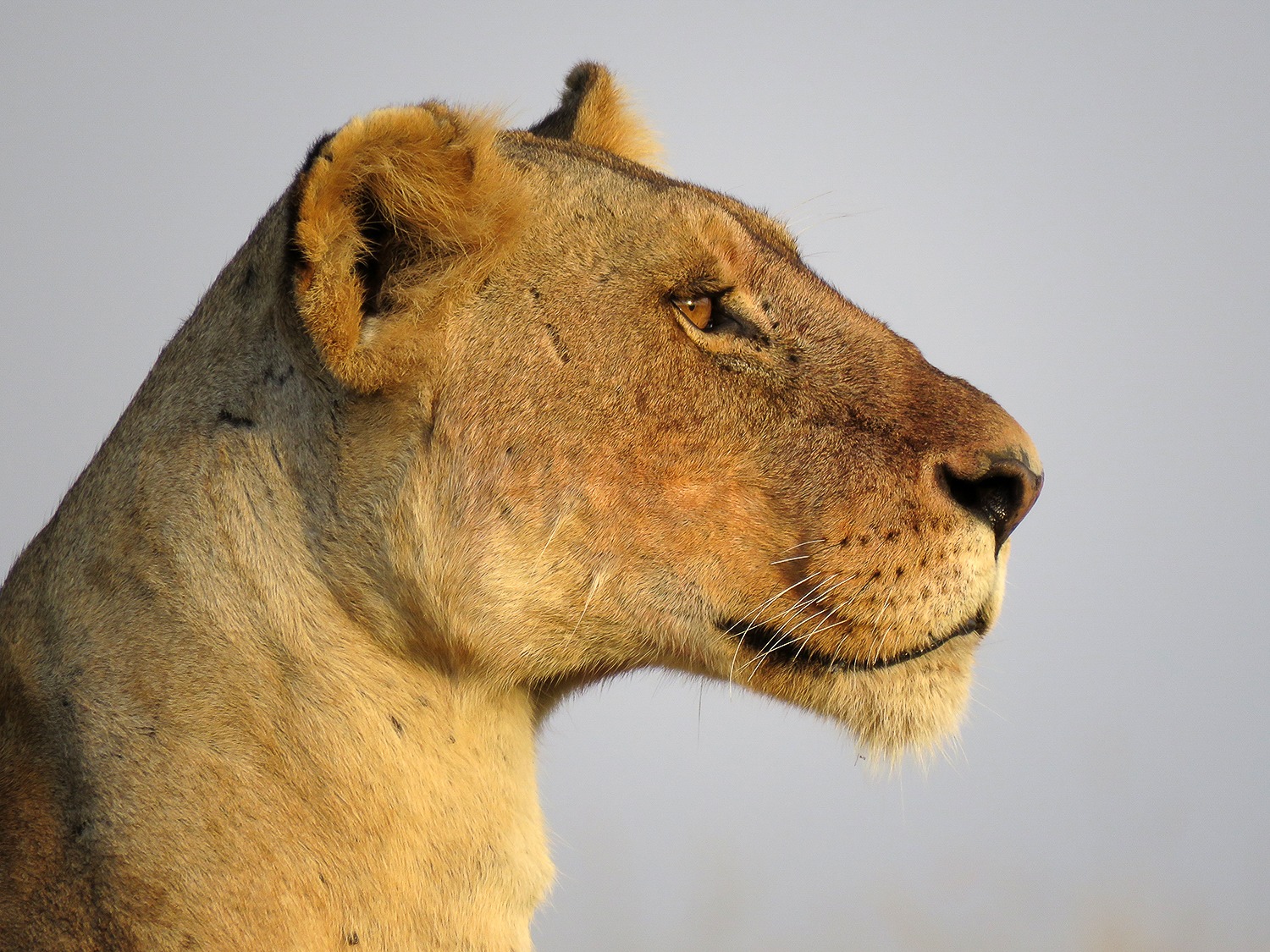 Lioness - Rhino Ridge