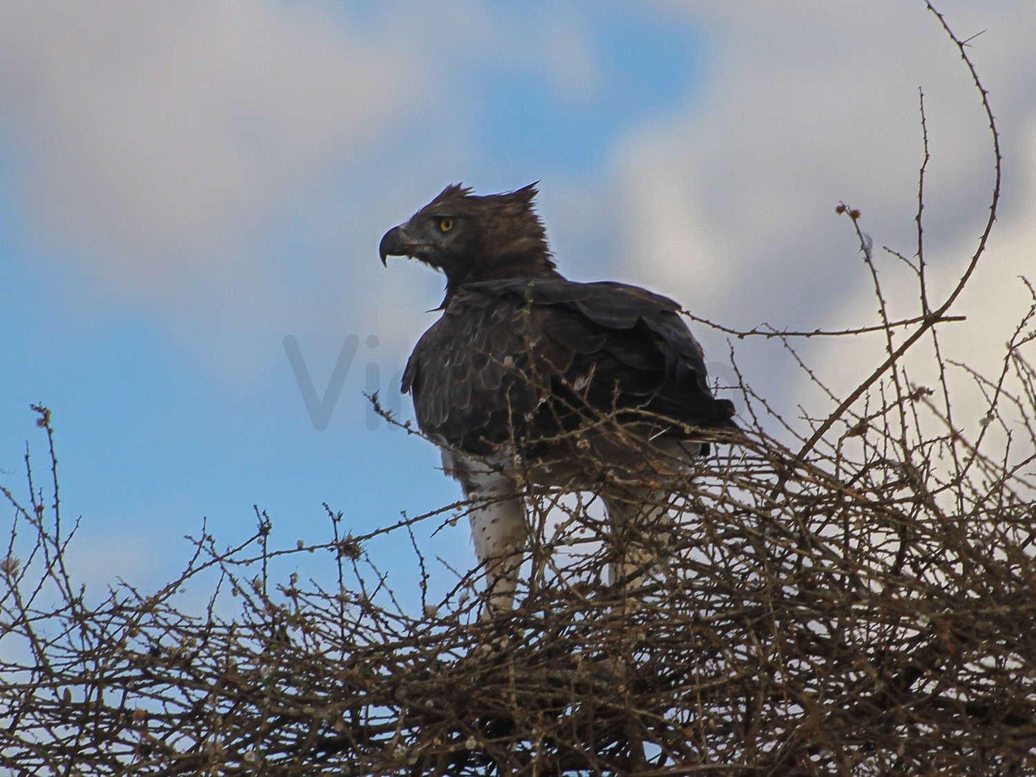 Martial Eagle