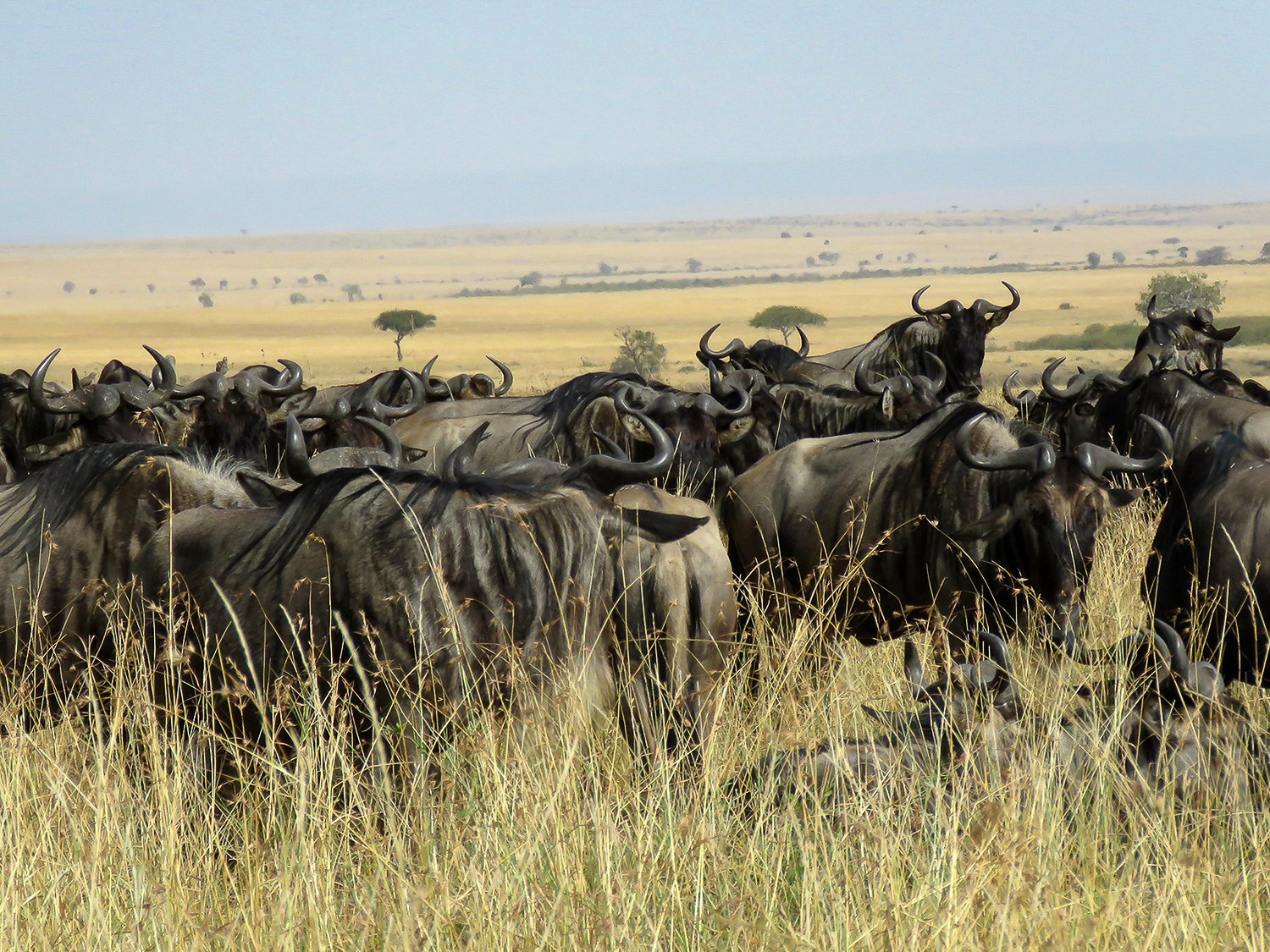 Wildebest Migration