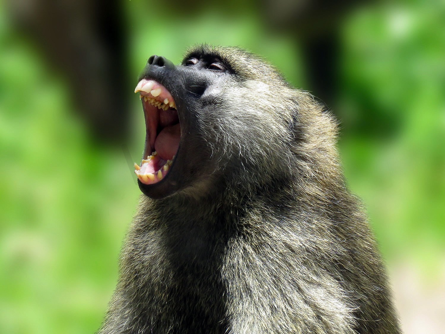 Baboon Bluff