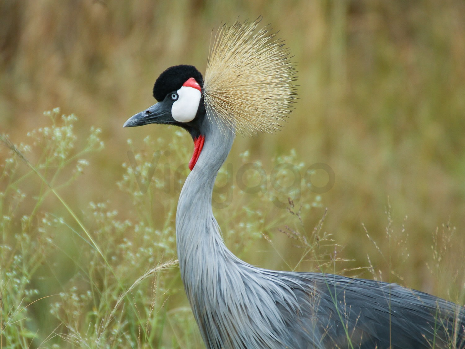 Crested Crane